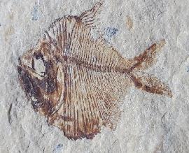 Aipichthys velifer WOODWARD 1901 - Bild © FossNet FossilienStore